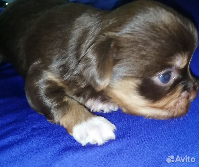 Шоколадная девочка