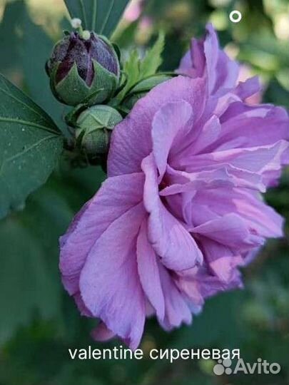 Сортовые гибискусы