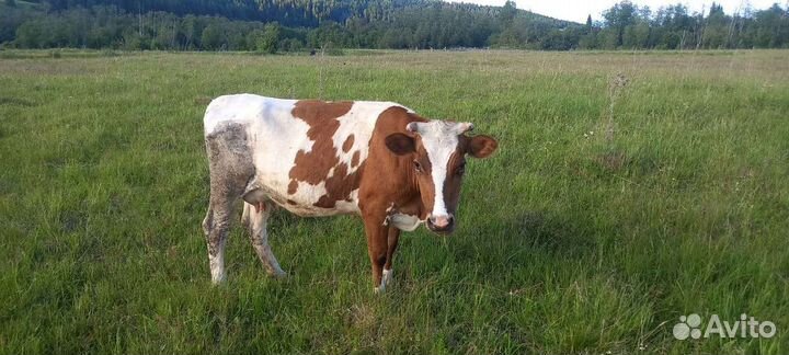 Коровы дойные молочные