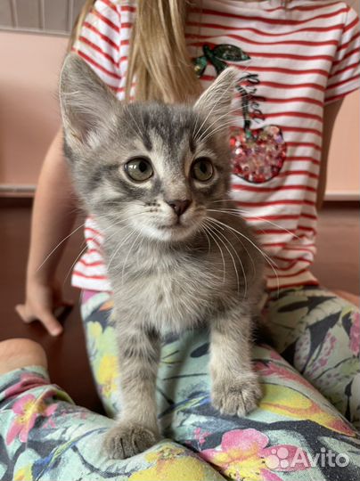 Котенок в добрые руки