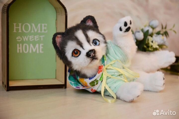 Красавчик хаски щенок