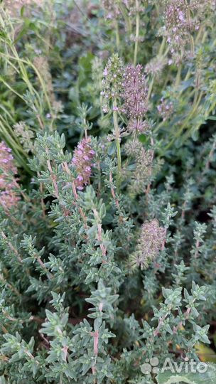 Лекарственные растения