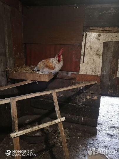 Продам петуха, обменяю на мешок картошки