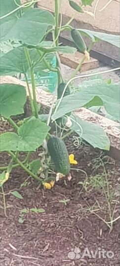 Рассада цветы и овощей собственного выращивания