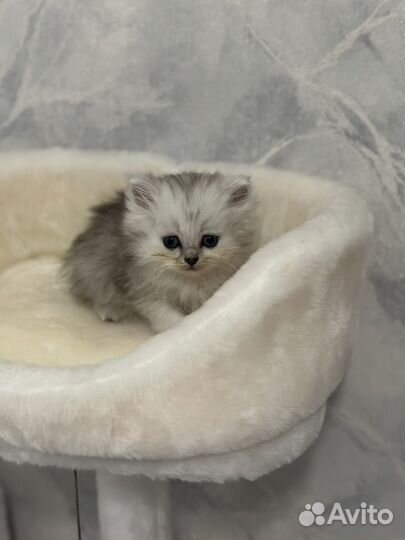 Британская