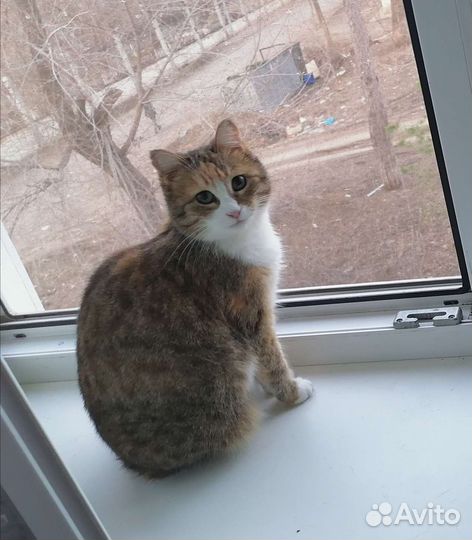 Кошка в добрые руки