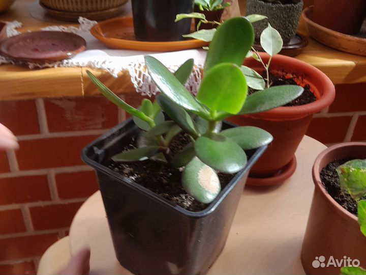 Комнатные цветы (хойя, аглаонема, суккуленты)