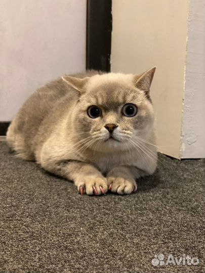 Ветеринарный врач выезд на дом