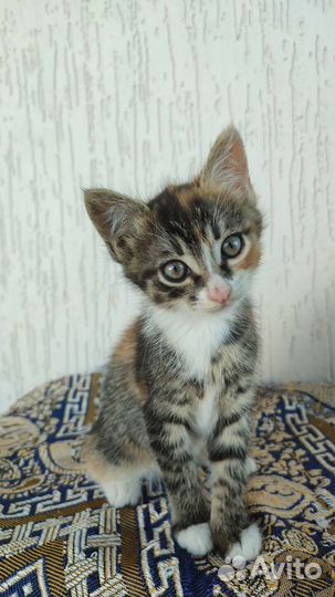 Котятки в добрые руки