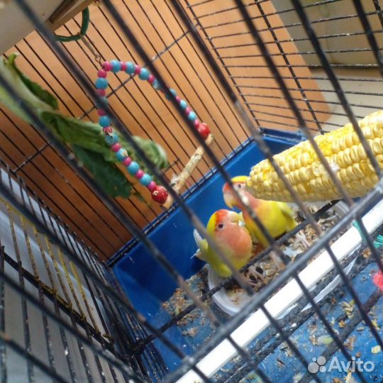 Попугай неразлучники с клеткой