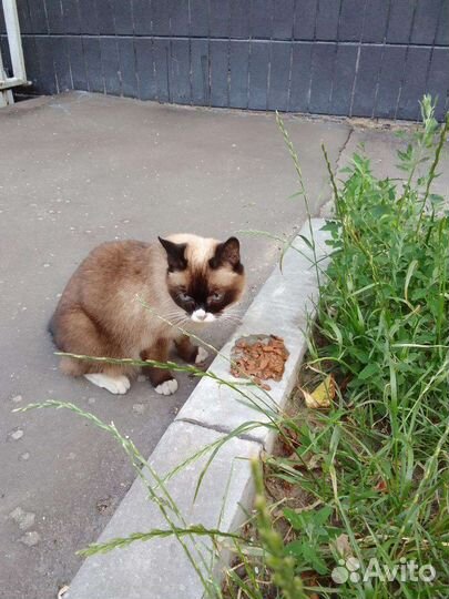 Кошка в дар