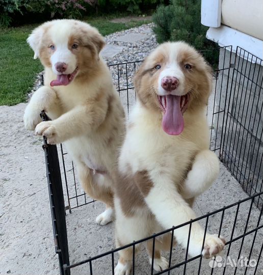 Аусси РКФ Мраморные медвежата