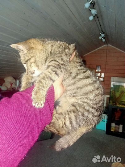 Котенок девочка