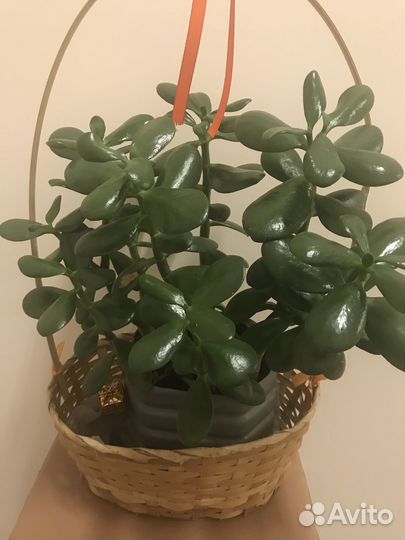 Денежное дерево