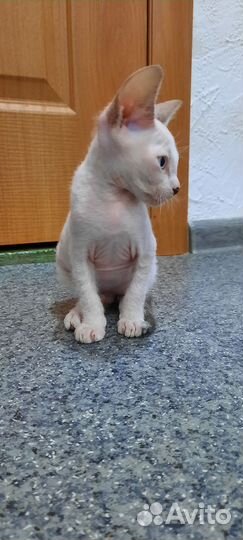 Донской сфинкс котята