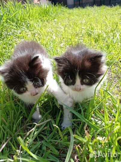 Котята