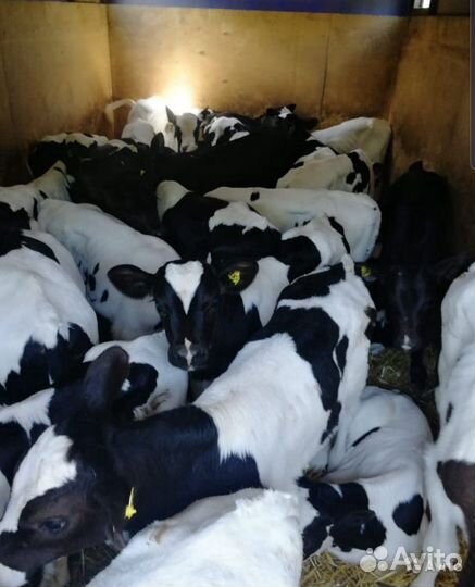 Бычки отпоенные