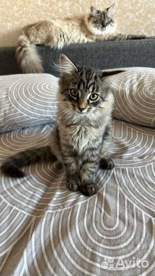 Котята красивые породистые