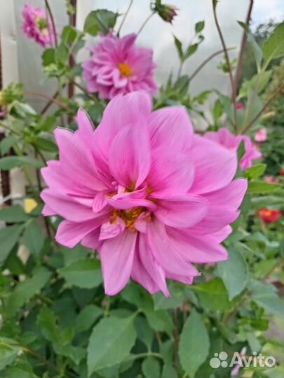 Георгины клубни