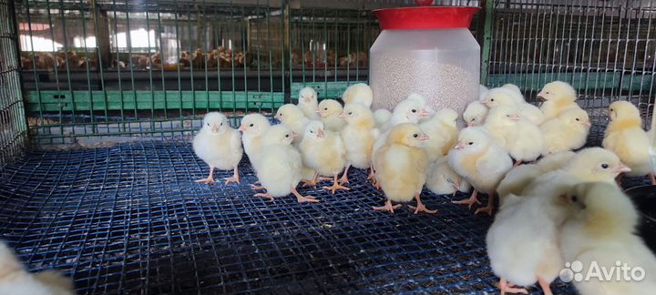 Цыпленок бройлер суточный росс 308