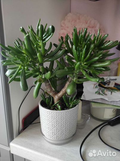 Красула хоббит