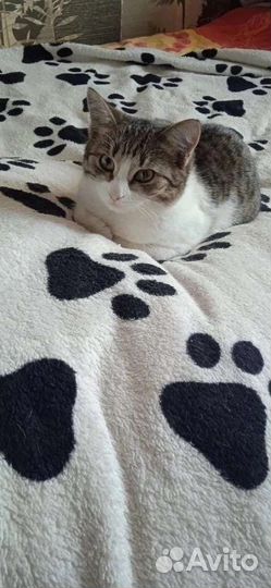 Сим Сим Симона