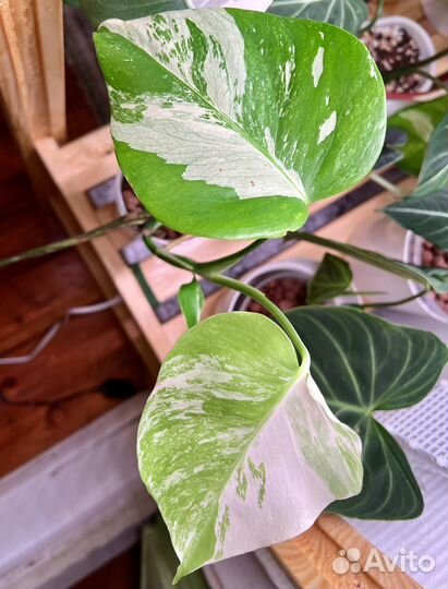 Монстера Альба