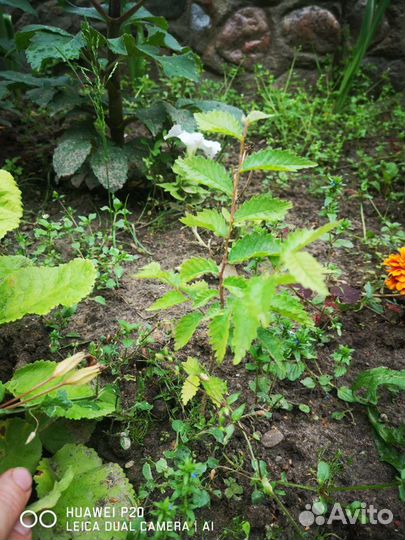 Вяз, карагач