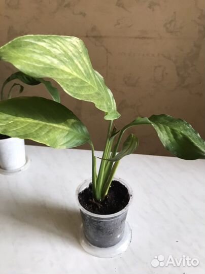 Спатифиллум