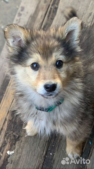 Щенки бесплатно