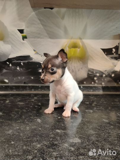 Мальчик Амертоя