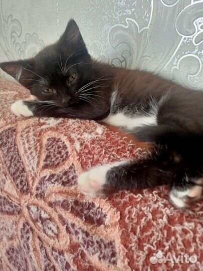 Котенок