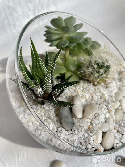 Флорариум, комнатные растения, цветы