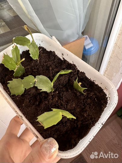 Декабрист 4 цвета В одном горшке Толстянка