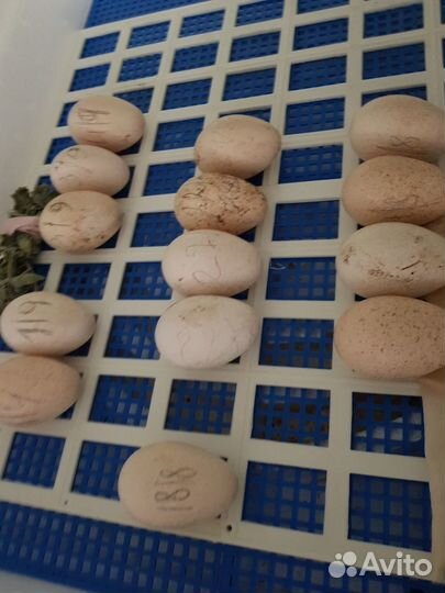 Инкубационное яйцо племенных Индеек