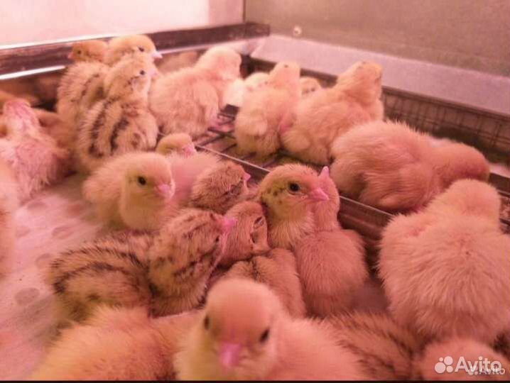 Перепела суточные