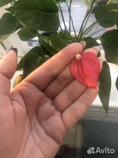 Комнатные цветы антуриум