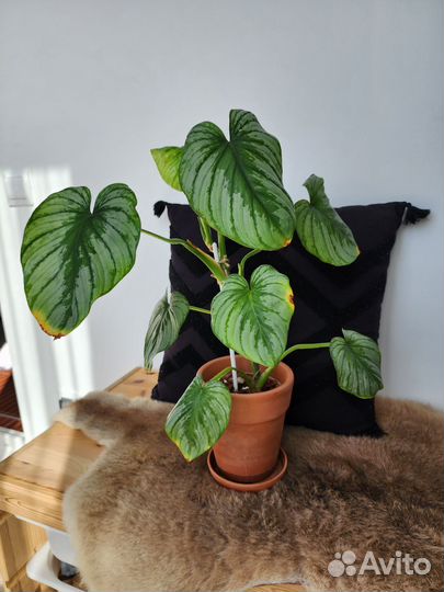 Филодендрон