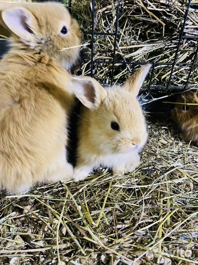 Карликовые крольчата