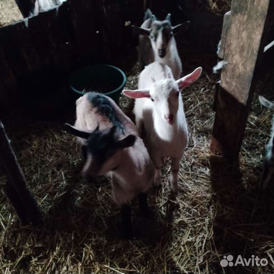 Козочки и козлики 2,5 -3 месяца