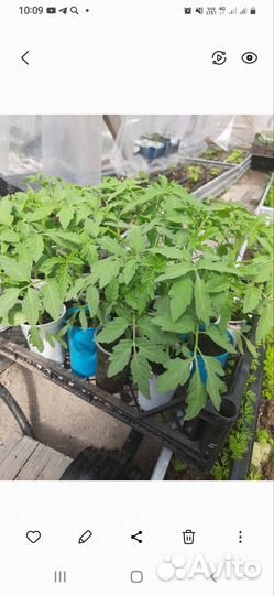 Рассада помидор томатов