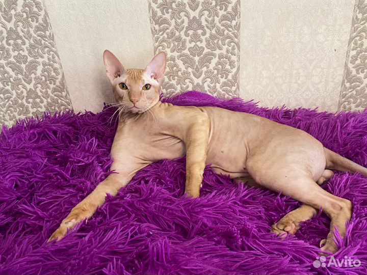 Кот сфинкс на вязку