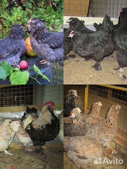 Инкубационное яйцо фавероль