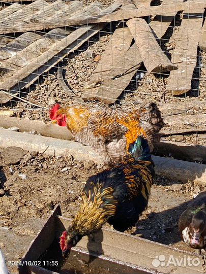 Молодые петухи