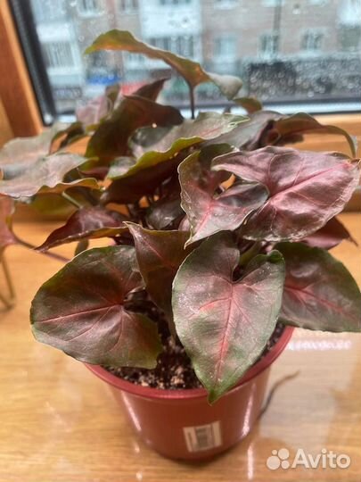 Сингониум арон браун