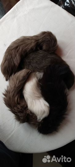 Песцовые хвосты