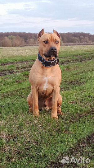 Вязка (кобель)