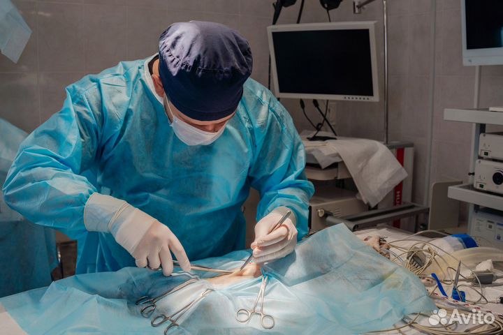 Стерилизация собак и кошек