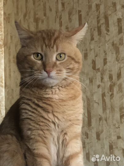 Кот для вязки