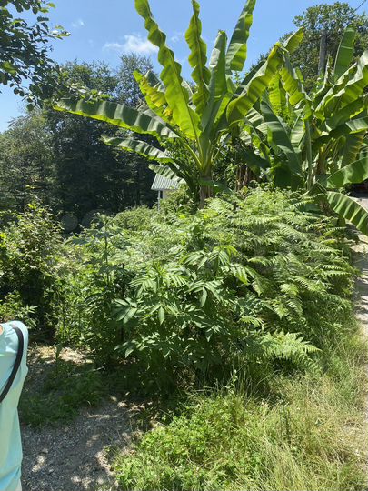 Участок 6 сот. (СНТ, ДНП)